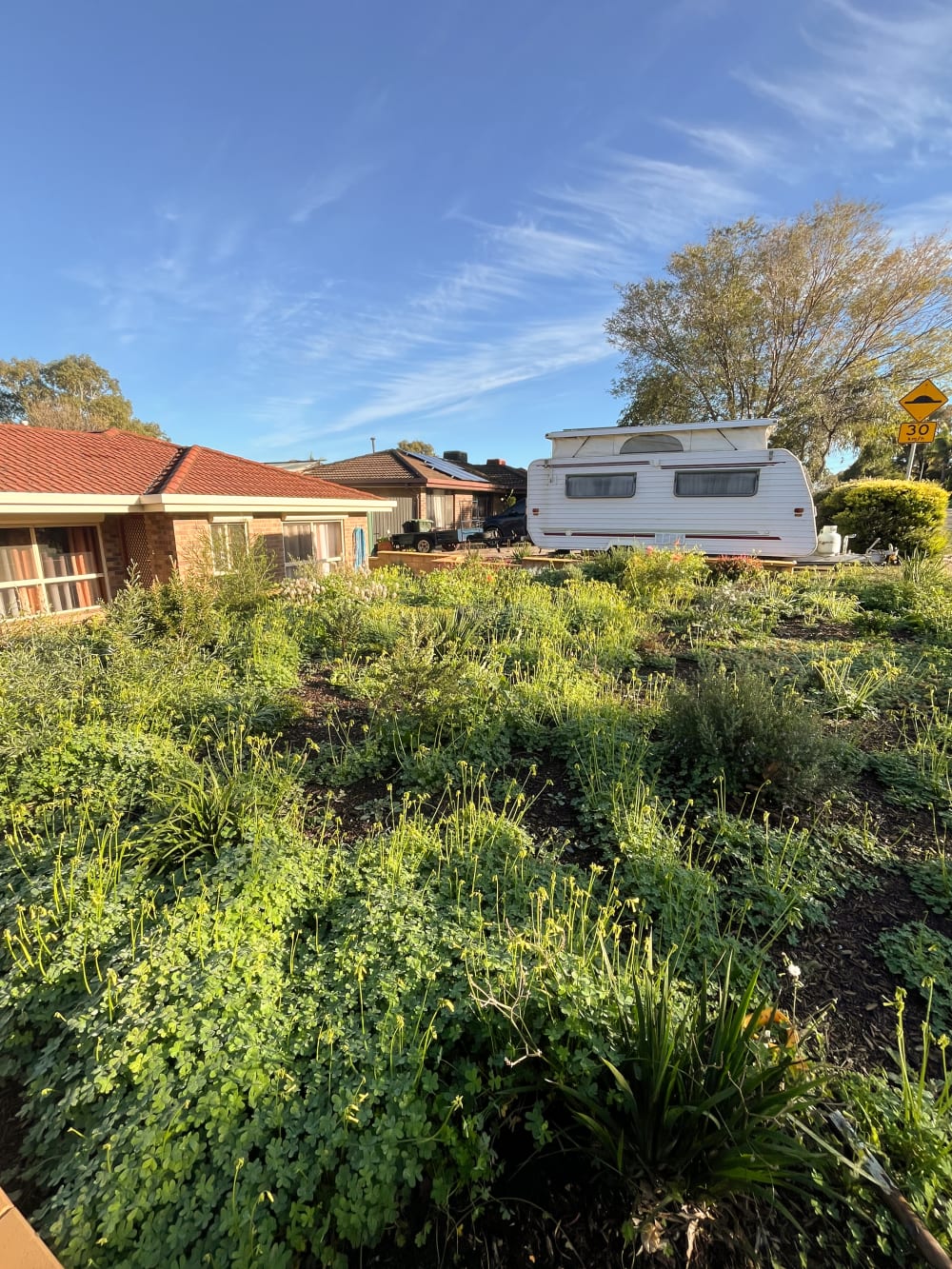 Overgrown weed-filled garden bed before