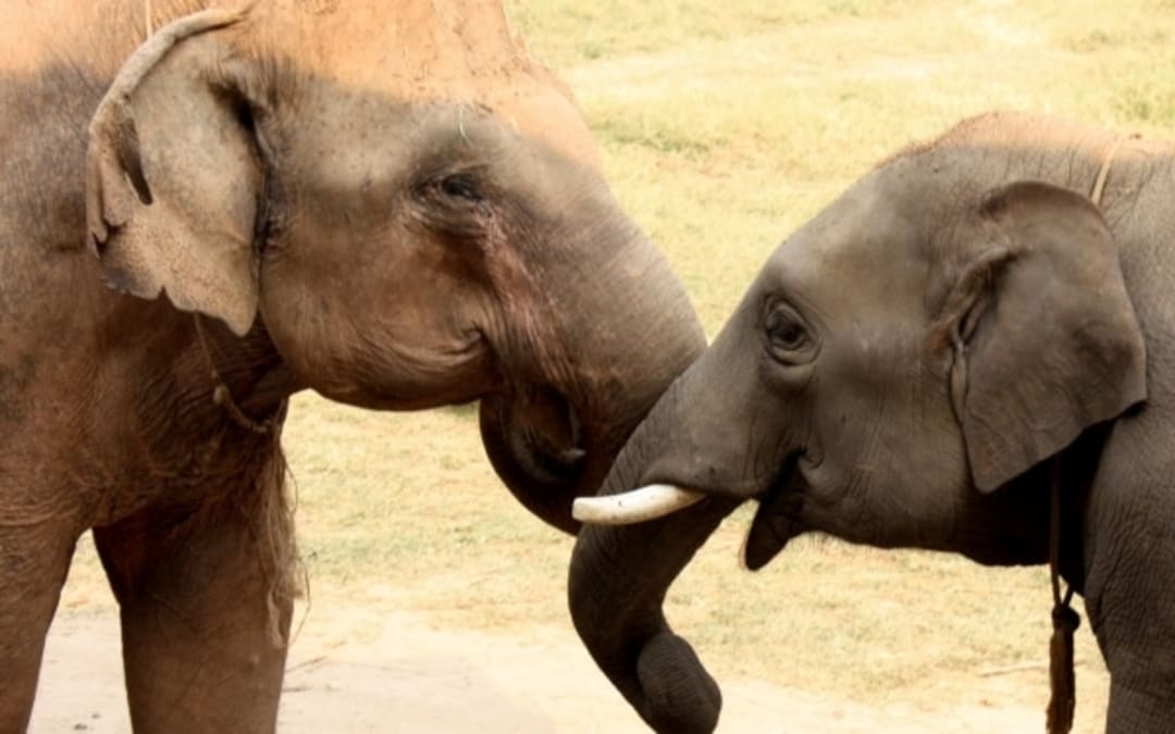 Elephant Safari Tour