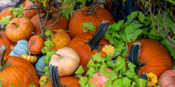 Mobile's Ultimate Fall Bucket List