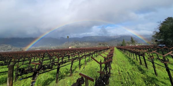 Winter in the Wineries