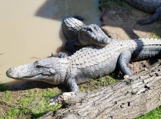 Admission To Gator Country Houston Marketplace