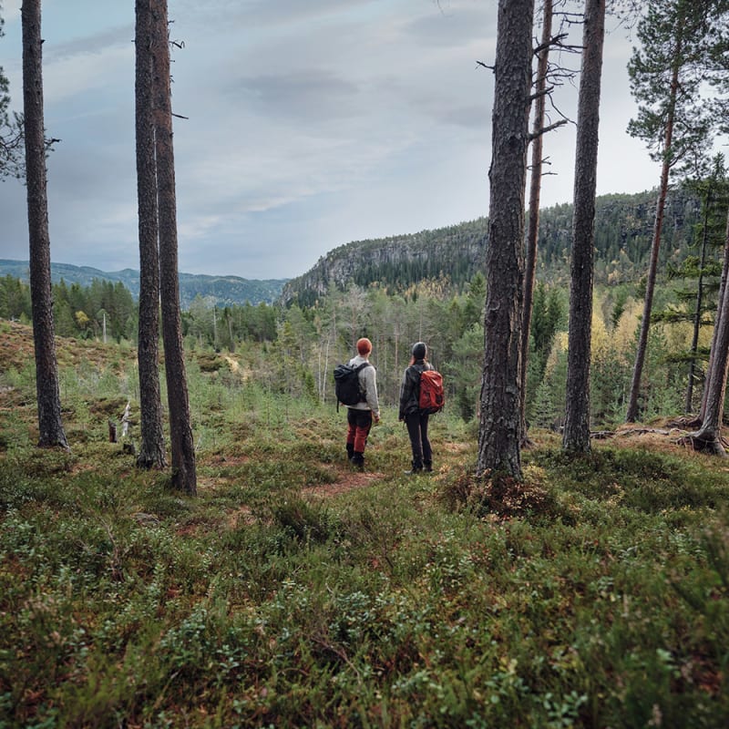 Kaksi ihmistä kävelyllä metsässä katsovat kaunista, metsän peittämää laaksoa.