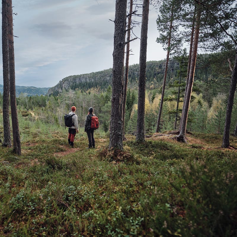 Mies ja nainen kävelyllä metsässä.