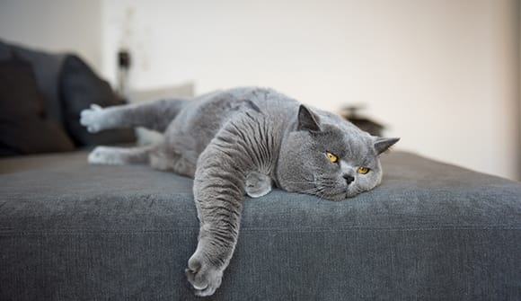 tired-looking cat