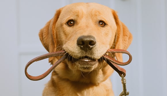 photo for The positives of pets article