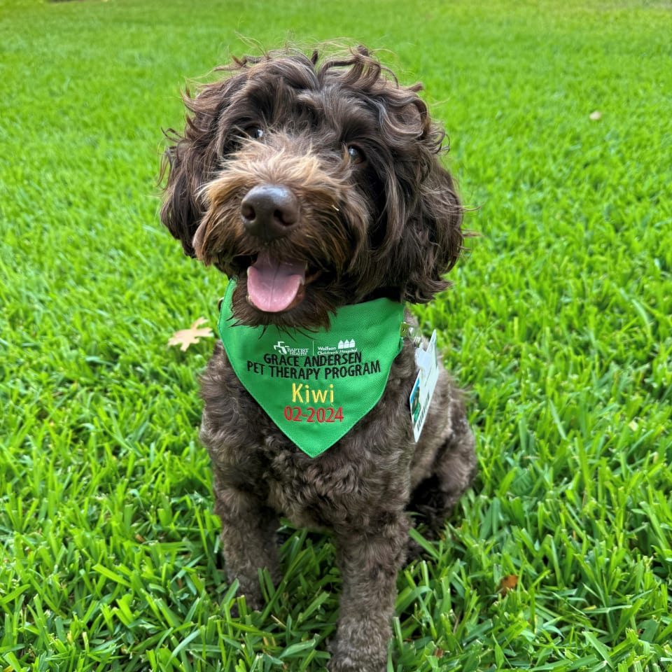 pet therapy dog
