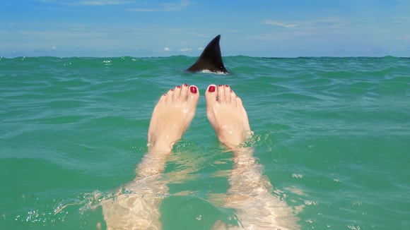 Shark in water