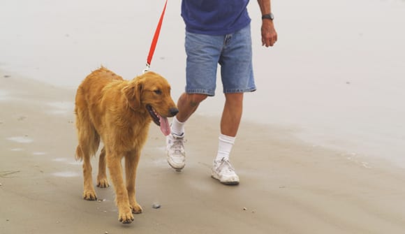 Man walking dog