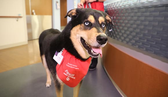 Gambit the pet therapy dog