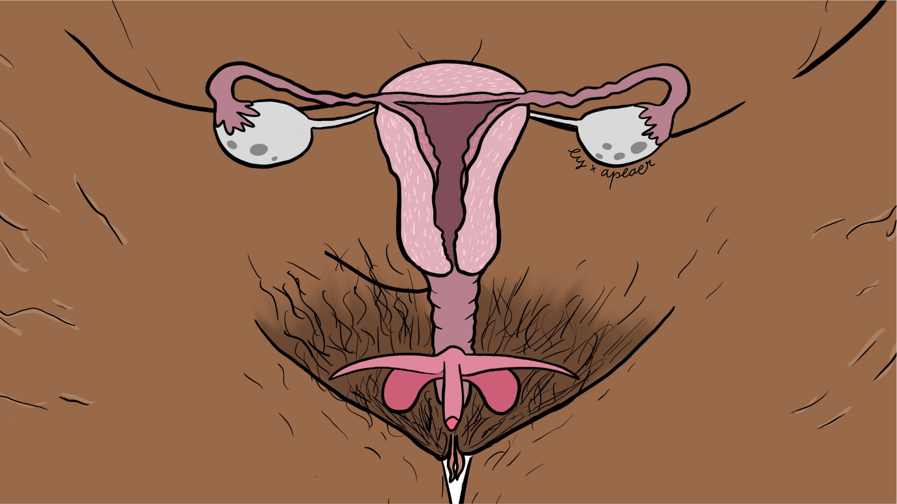 vulva vagina.png