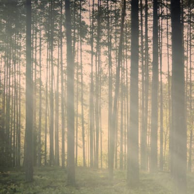 Seraphic - Murals - Into The Woods