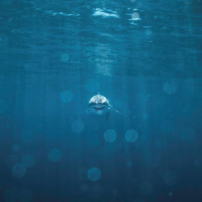 Seraphic - Artist Robert King - Into the Deep