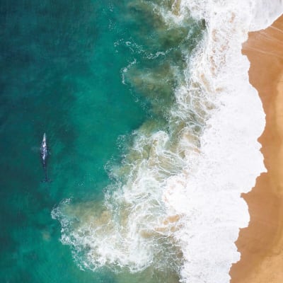 Seraphic - Artist Robert King - Lone Swimmer