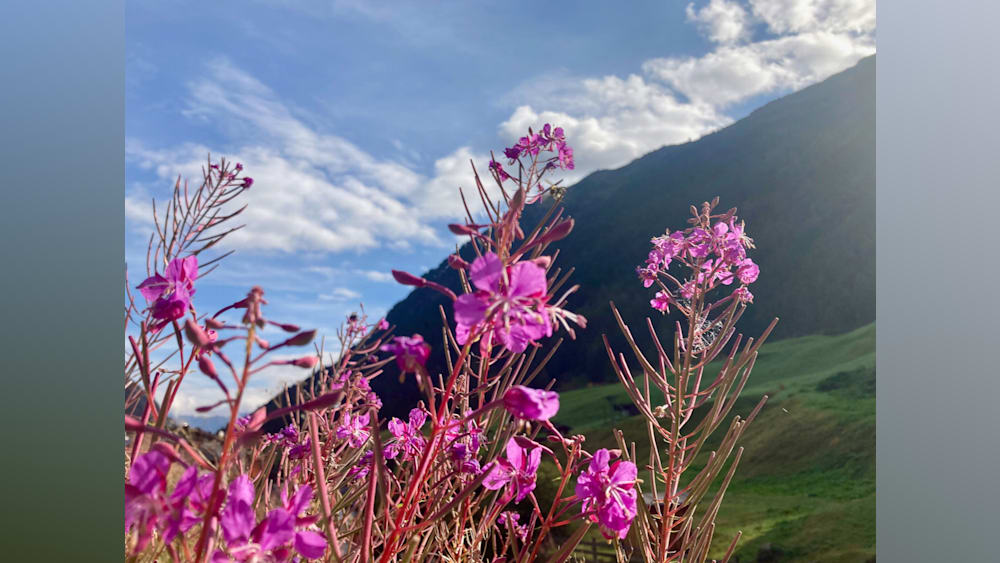 A field of purple flowers with a blue sky in the background.
