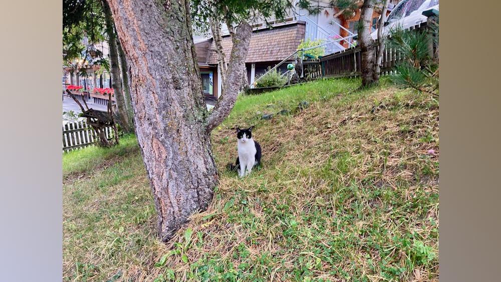 A black and white cat sitting on the grass next to a tree.