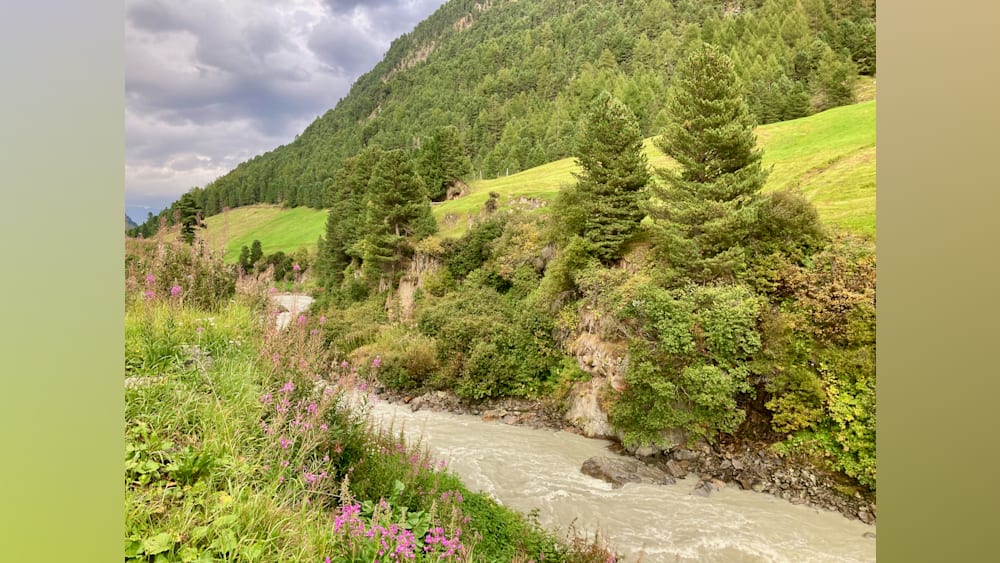 A river flows through a lush green forest, with wildflowers on either side.