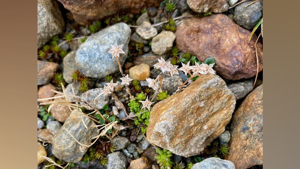 A rock covered plant with small flowers and green leaves.