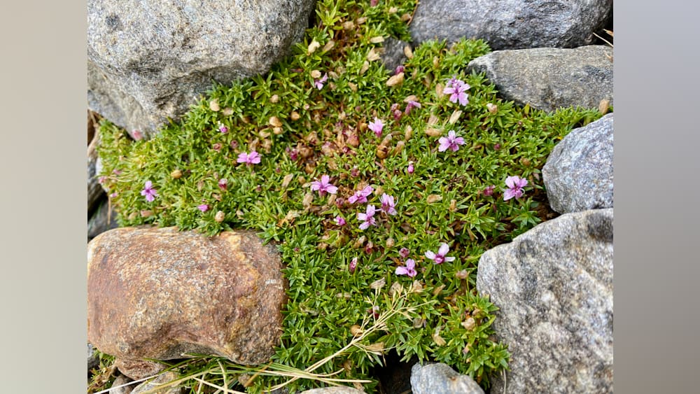 A small patch of pink flowers is growing on top of a rock.