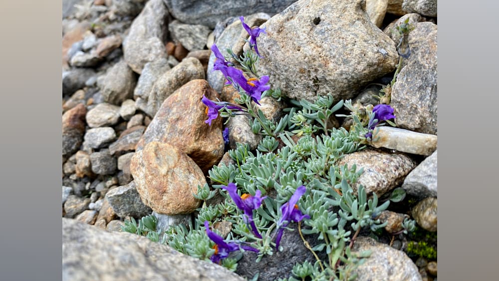 purple flowers growing on a rock outcropping with some gray rocks in the background.