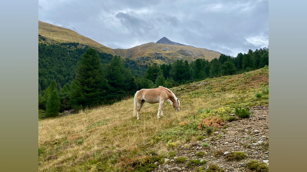 A horse grazing on grass on a mountain side with trees.