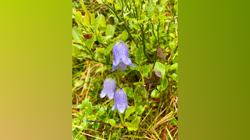 A field of blue flowers with dew on them in the morning sun.