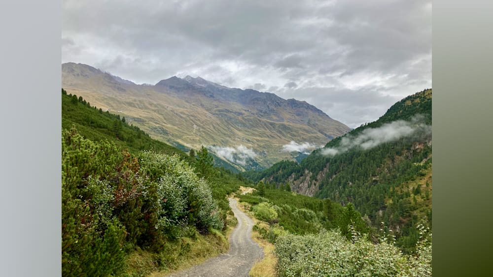 A forest of trees and a road winds its way through the mountains.