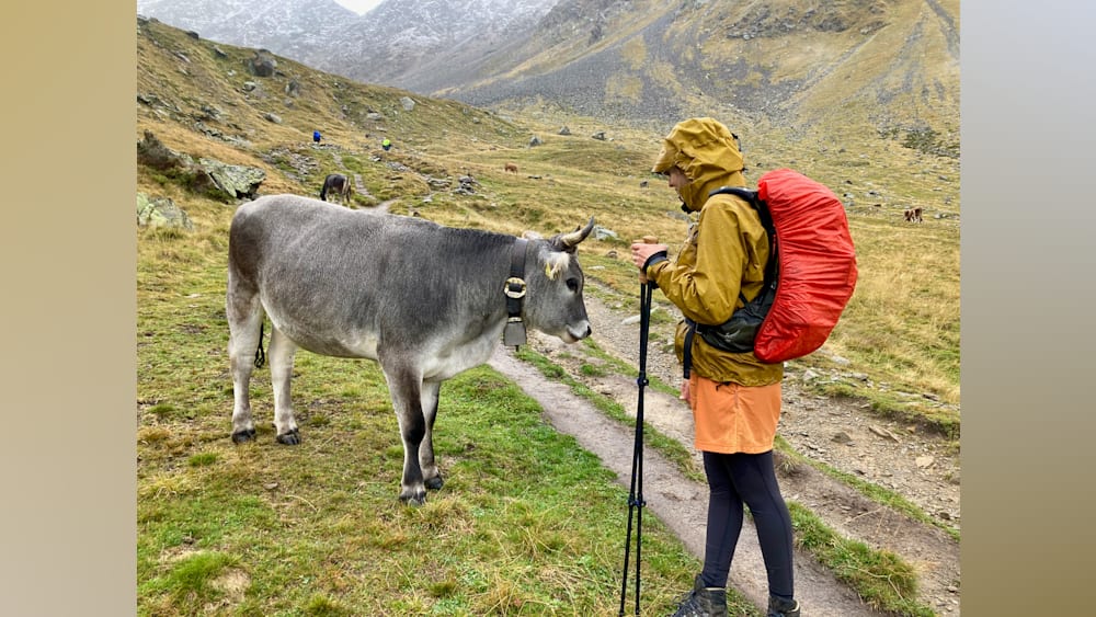 A person wearing a yellow coat and an orange skirt standing next to a cow.