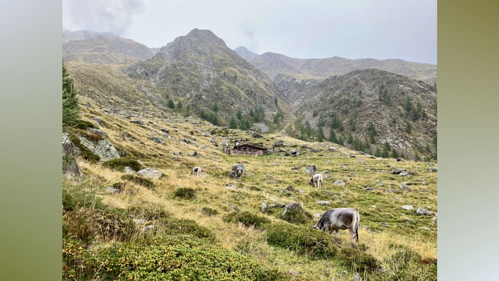 Four cows are grazing on a mountain side with grass and rocks.