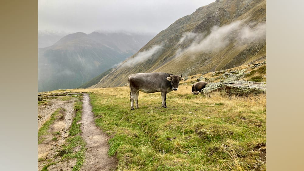 A cow stands in a field next to a road that winds around the hillside.