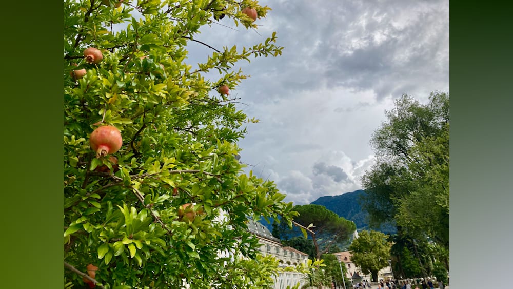 An orange tree is full of oranges and has a bird perched on it.