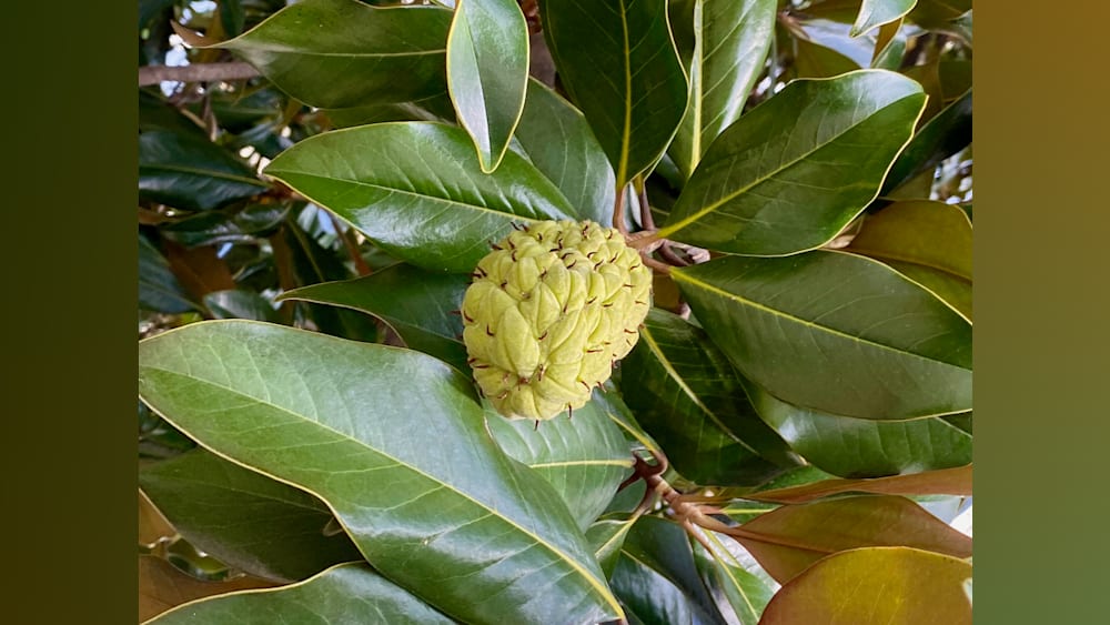 A bud in a tree with green leaves in front of it.