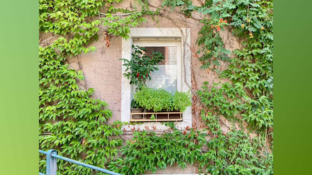 A window sill that has plants in it and is also a place to put things on.