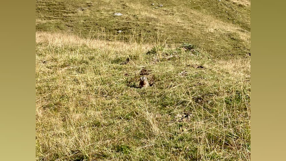 A small animal is sitting in the grass with its head down.