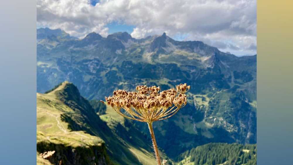 A weed with seeds on the side of a mountain.