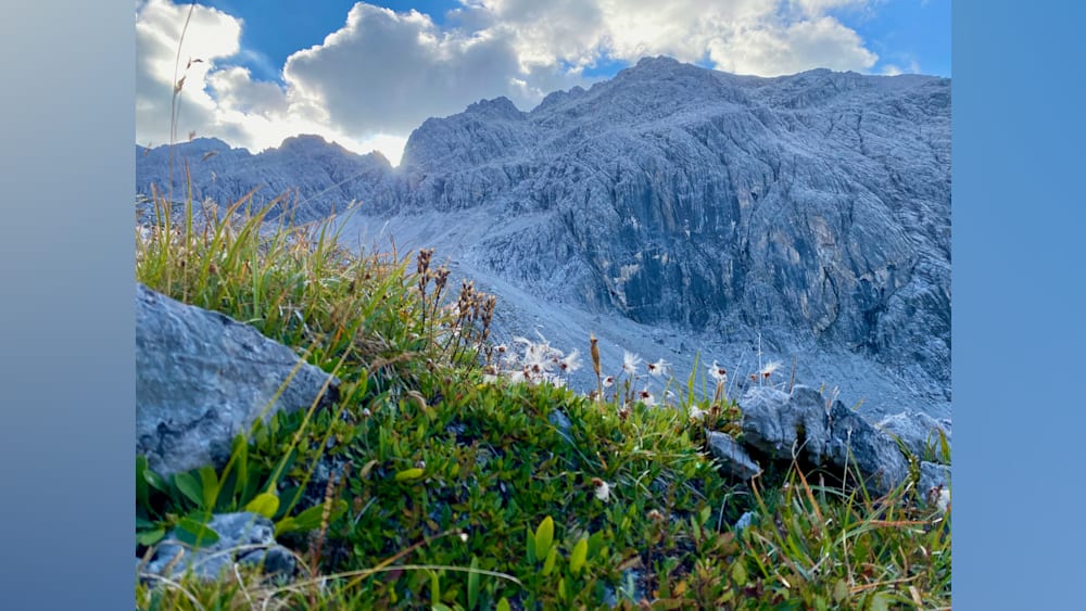 A field of flowers is in front of a large rock and a mountain range.