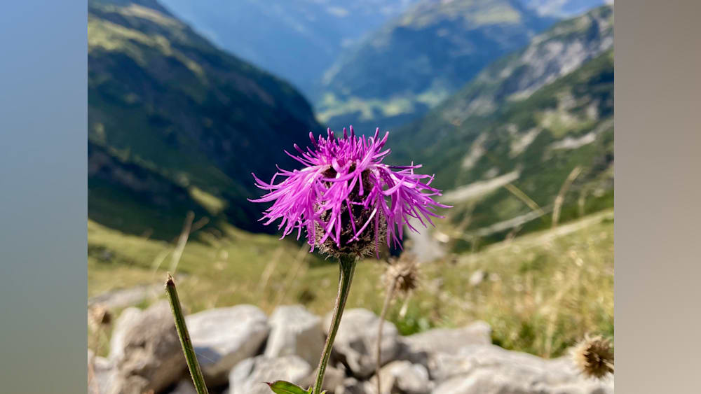A single purple flower blooming in front of mountains.