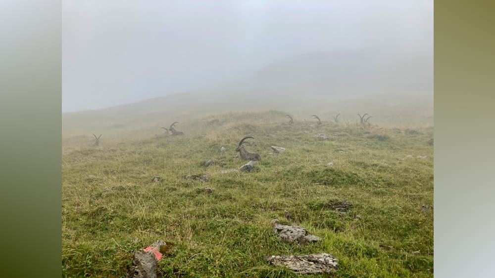 foggy mountain goats on a grassy hillside.