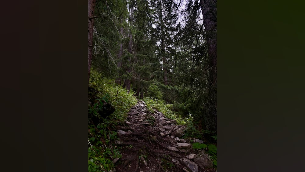 A rocky path through the woods is the only way up to the cabin.