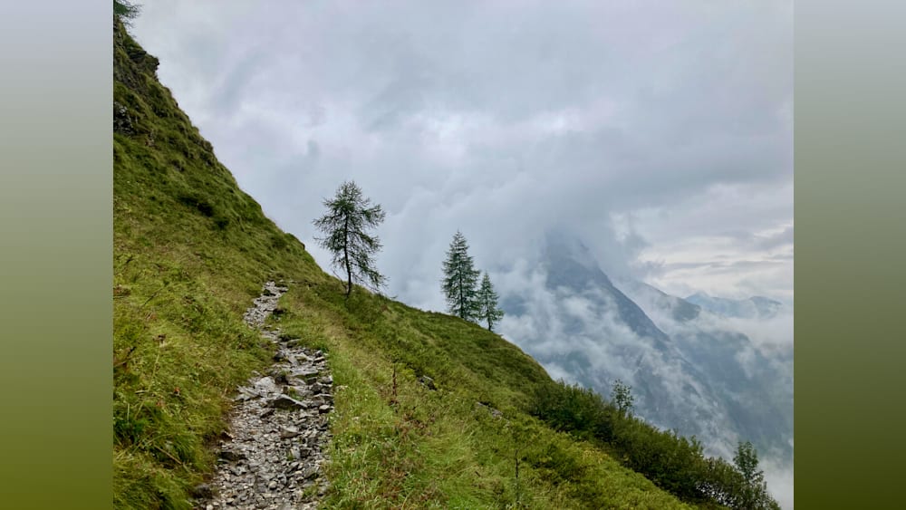 Two trees are on a hillside with a lot of grass and a mountain in the background.
