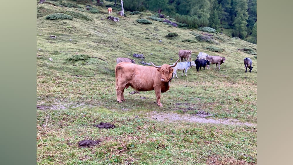 A group of cows are in a field with one cow being particularly noticeable due to its long horns.