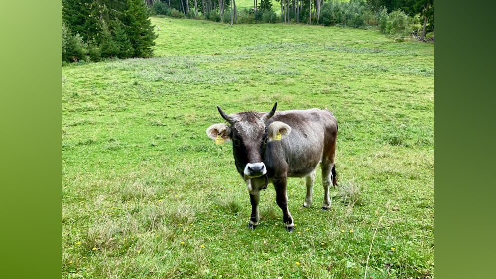 A cow is standing in a grassy field with yellow tags in its ears.