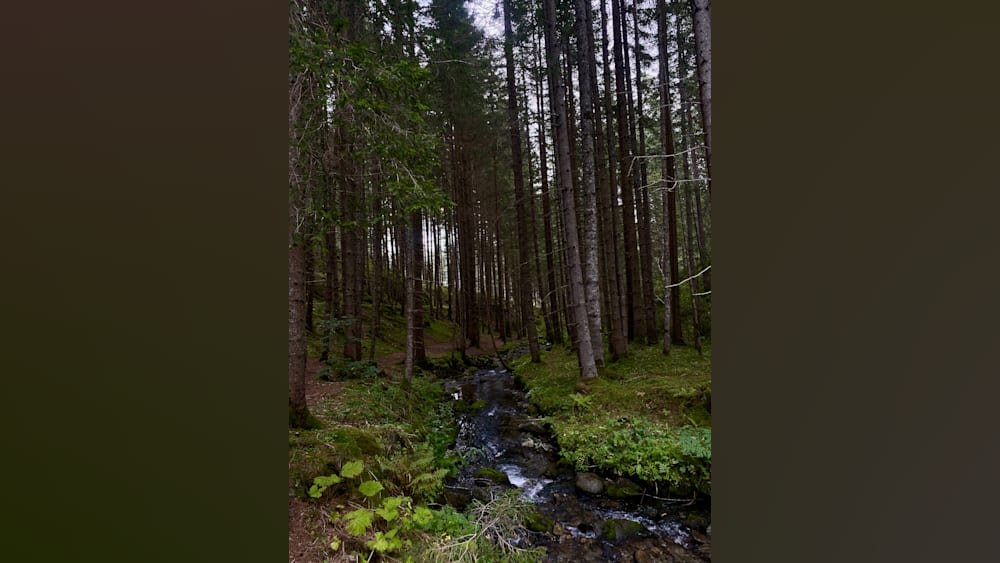 A stream flows through a forest of trees with the water looking very green.