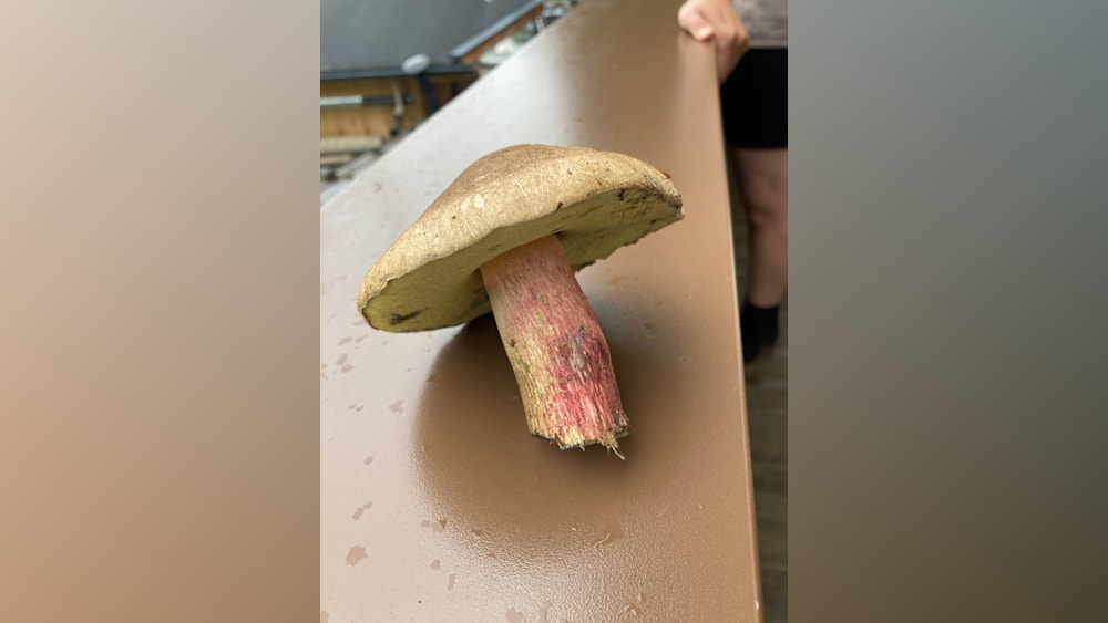 A closeup of a poisonous mushroom with a red stem.