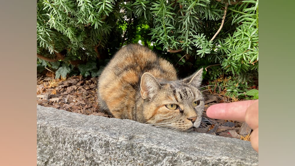 A cat lying on the ground next to a hand.