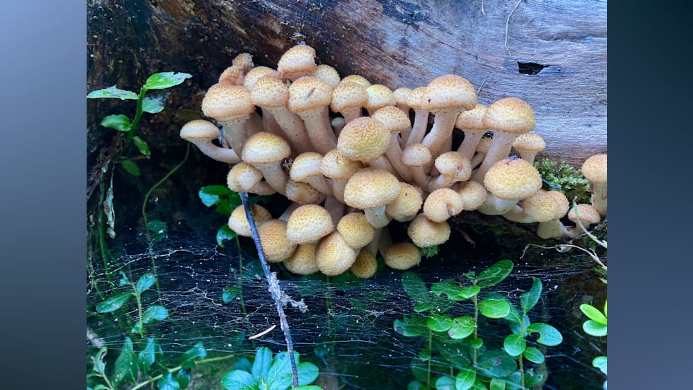 A bunch of mushrooms growing on a log next to plants.