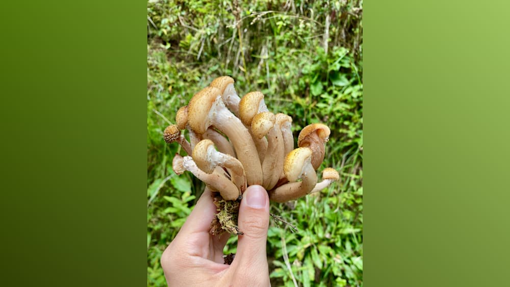 A person holding up mushrooms with a green background.