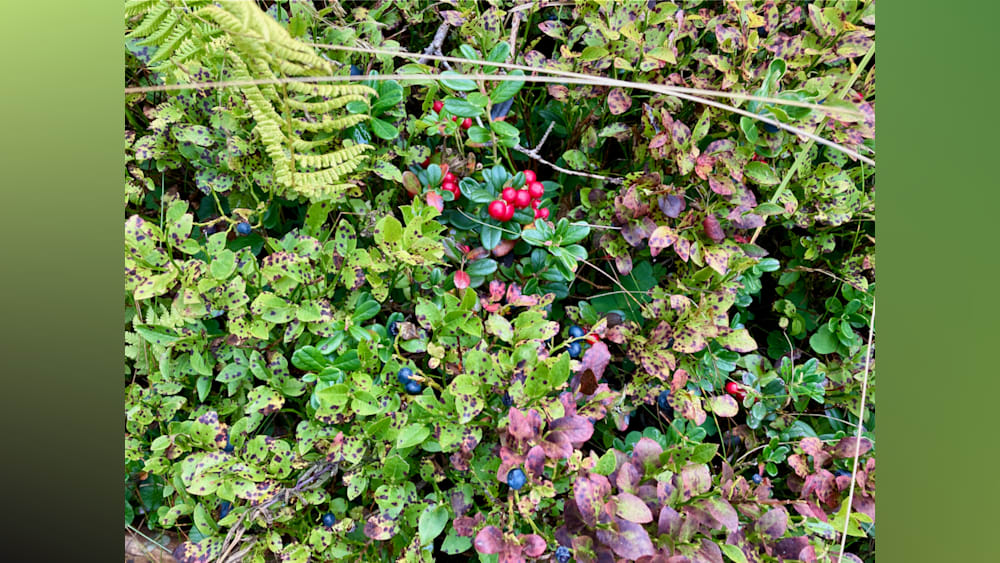berries growing in the wild among other plants.