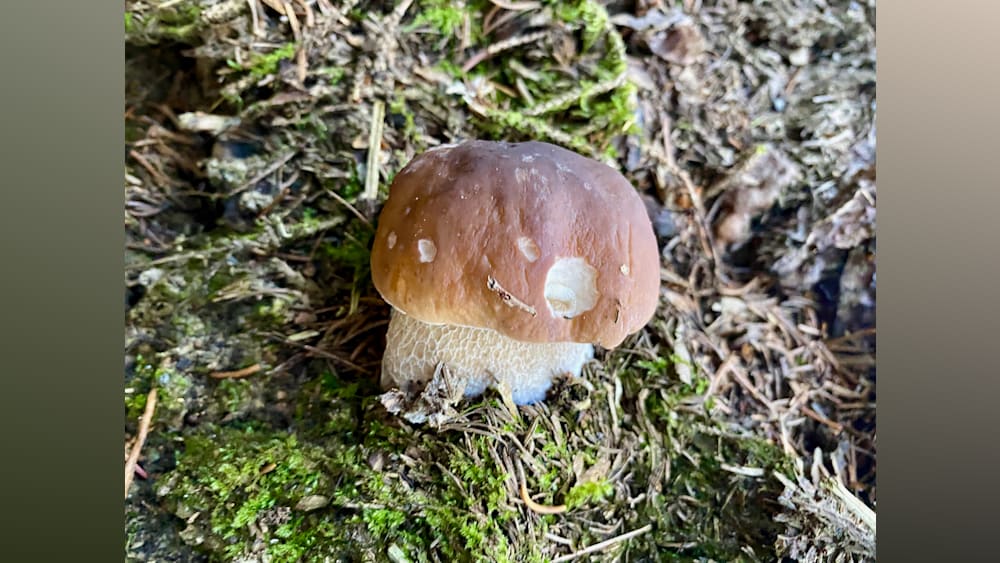 A closeup of a mushroom on moss on the ground.