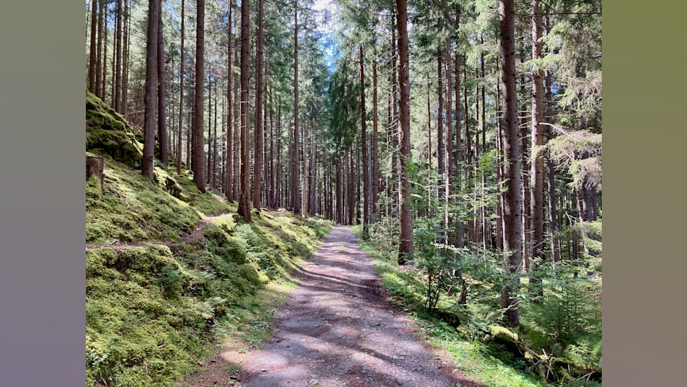 A gravel road winds through a forest of pine trees.