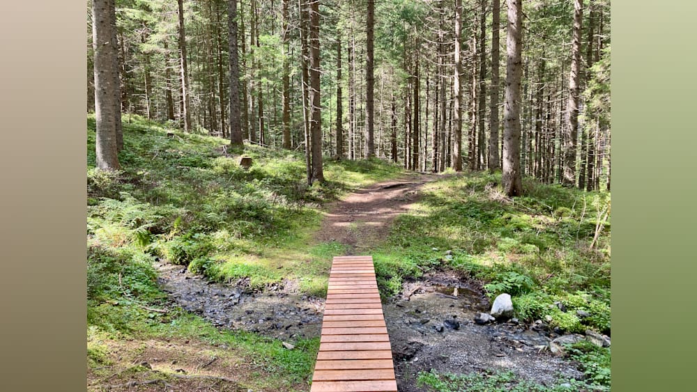 A wooden bridge crosses a stream in the woods.
